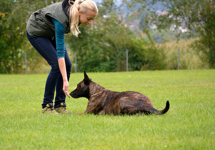 Free dog training consultation