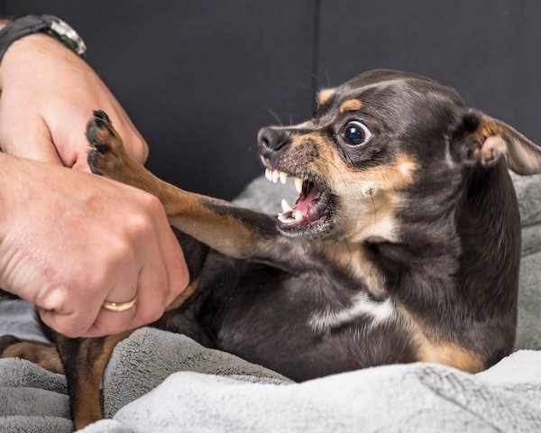 Managing Aggressive Behavior in Dogs