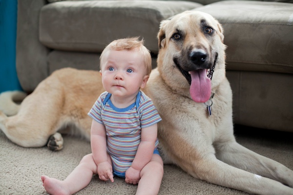 Preparing your dog for a new baby