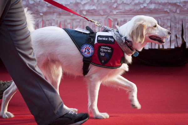 Service Dog Training in Utah