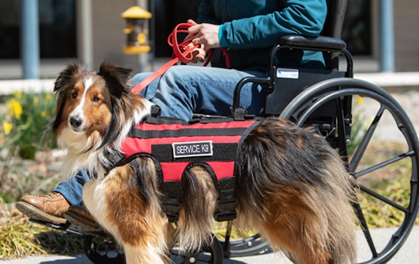 Training your service dog in Utah