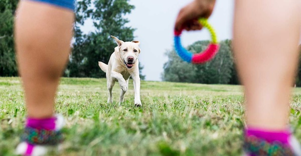 Training Games to Play with Your Dog