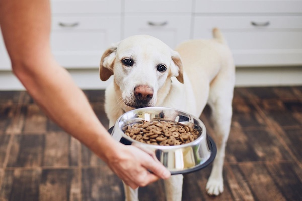 Diet and Exercise Impact Your Dog’s Behavior