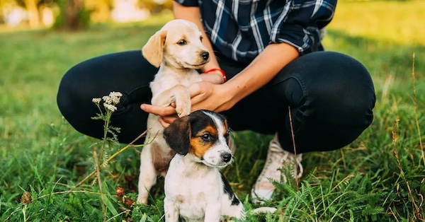 Early Socialization for Puppies