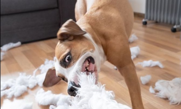 High energy dog chewing