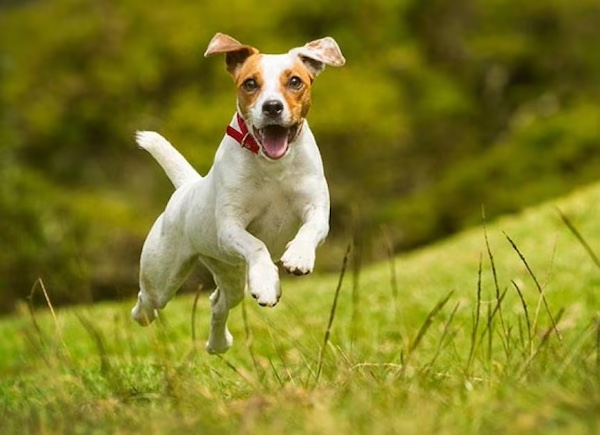 High energy dog training tips from a dog trainer in Utah.