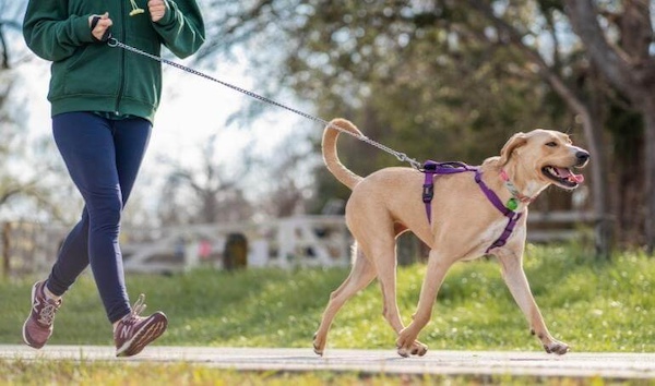 Dog Leash Training