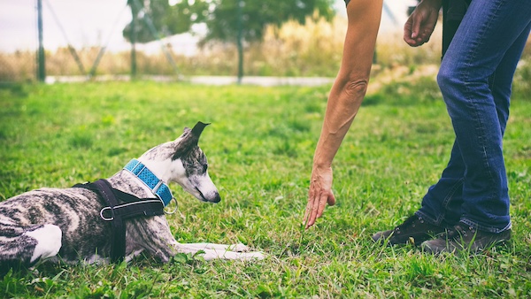 How to avoid dog training mistakes