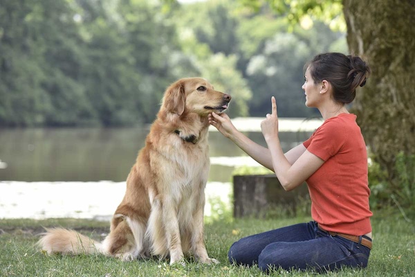 Dog training mistakes to avoid