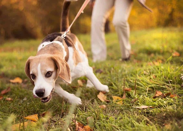 Leash pulling training