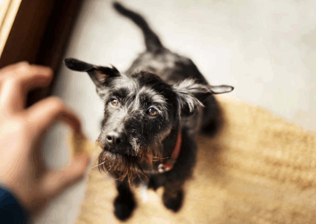 Dog training timing