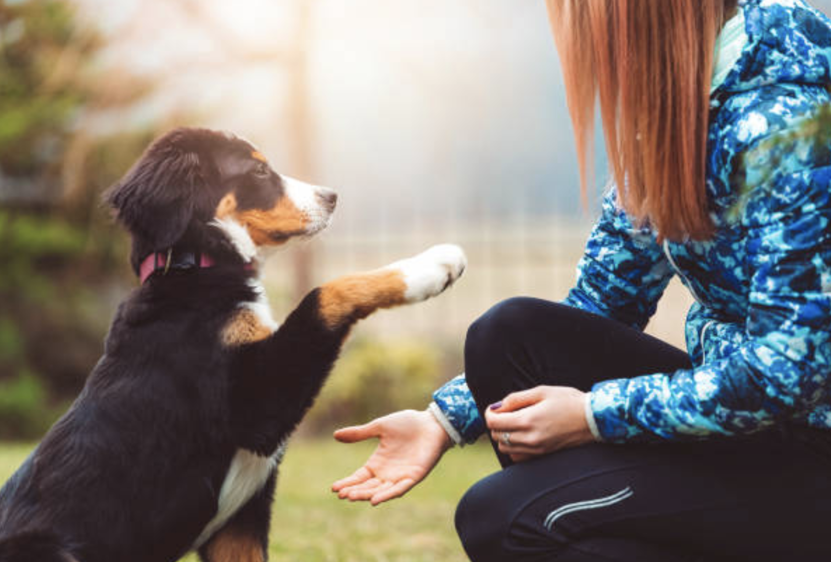 Training tips for first time dog owners