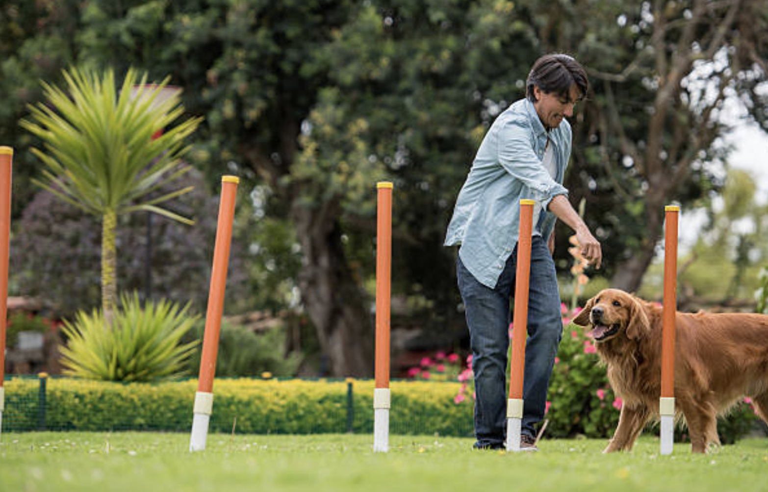 How long does it take to train a dog