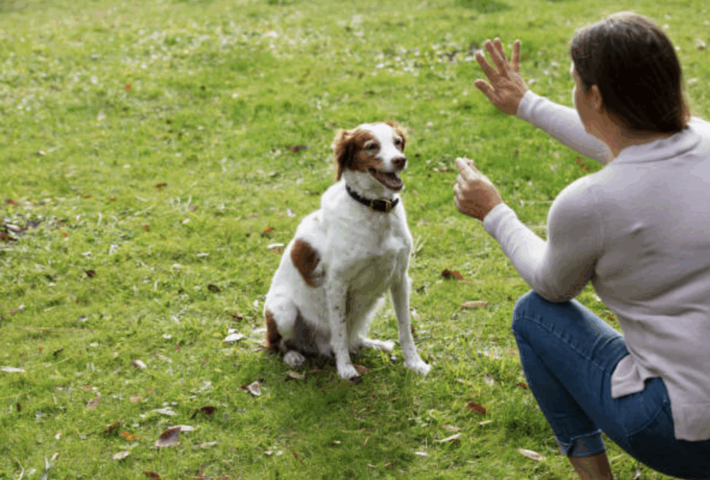 First time dog owner training